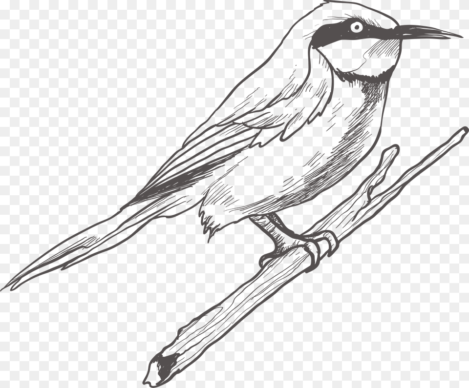 Bird Drawing Sketch Transprent Download Sketch Bird, Art, Animal, Finch Free Transparent Png