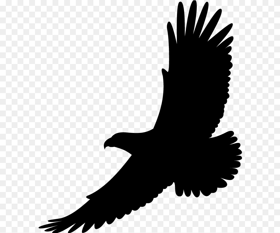Bird Drawing White Tailed Eagle Bald Eagle Hawk Soaring Clip Art, Gray Png Image