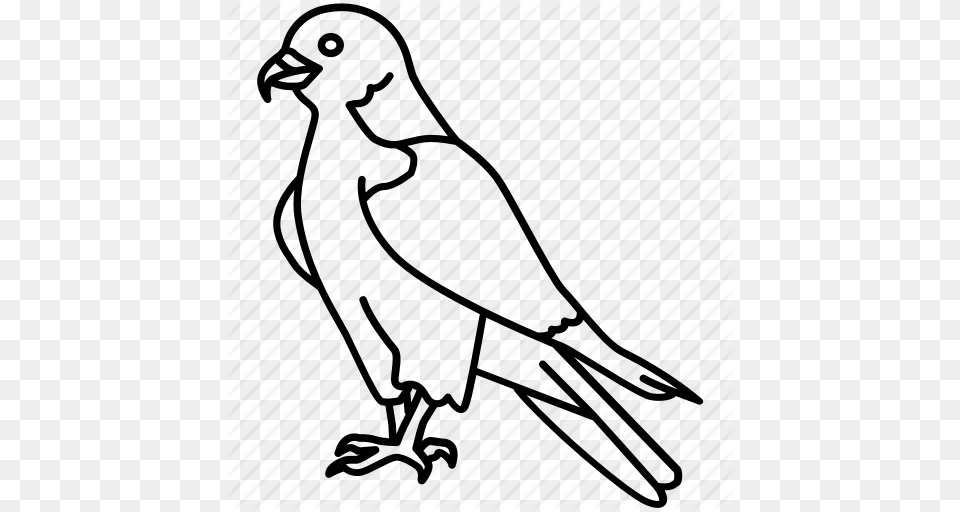 Bird Duck Eagle Hawk Peregrine Falcon Prey Icon, Animal, Kite Bird Free Png
