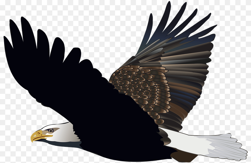 Bird Eagle Flying Feather Nature American Flight Aguia Voando, Animal, Bald Eagle, Person, Beak Free Png