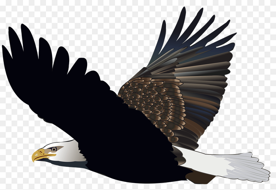 Bird Eagle Flying Feather Nature American Flight Eagle Gambar Burung Elang, Animal, Bald Eagle, Beak Free Png