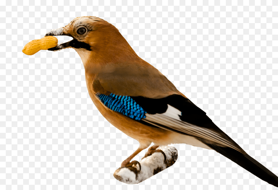 Bird Eating Peanut Transparent, Animal, Jay, Finch, Beak Png Image