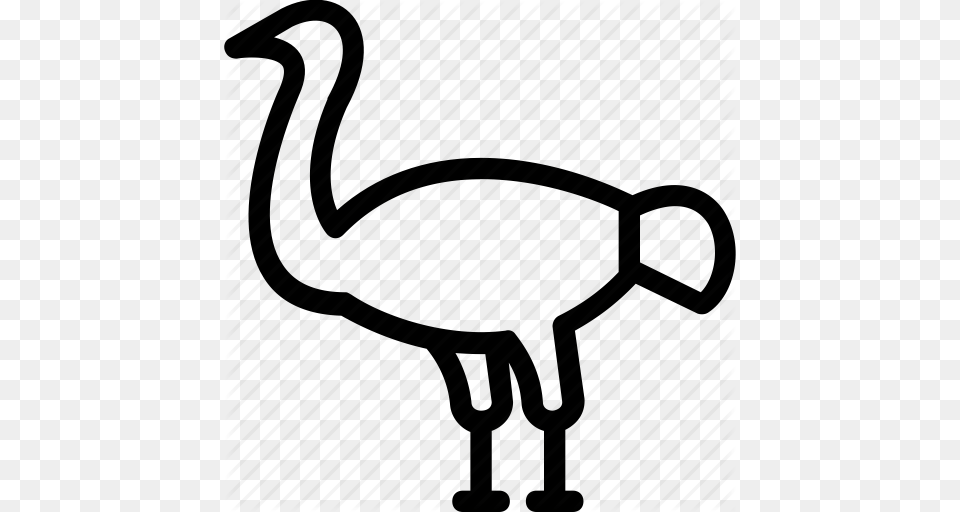 Bird Emu Ostrich Wildlife Zoo Icon, Animal, Flamingo Free Png Download