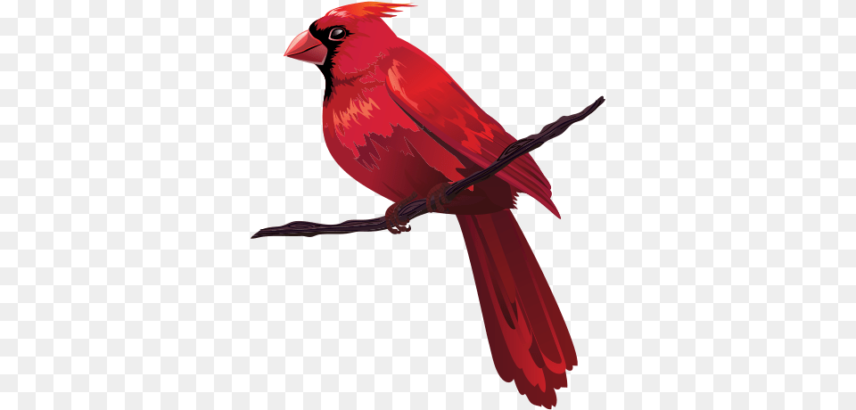 Bird Euclidean Vector Red Clip Art Cardinal Cartoon On Branch, Animal Free Png