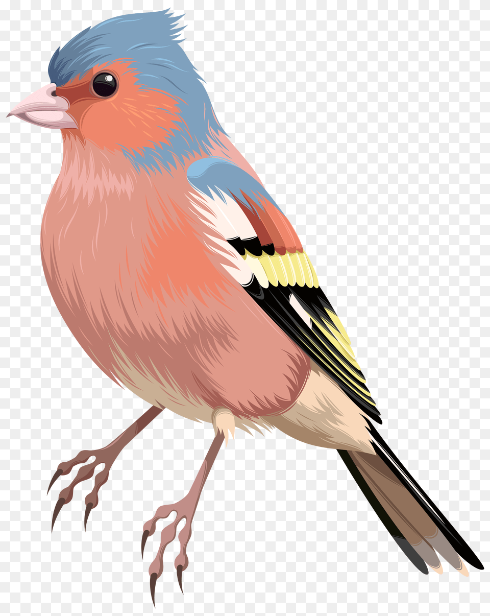 Bird European Robin Domestic Canary Clip Art, Graphics, Purple, Night, Nature Free Png