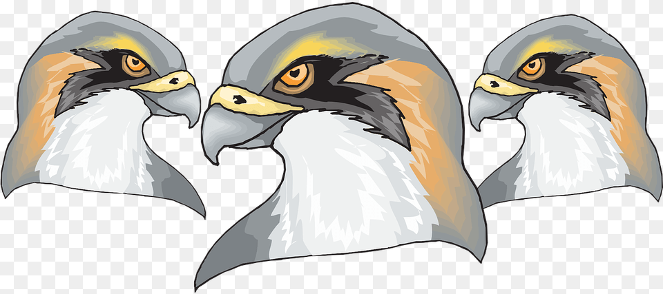 Bird Falcon Predator Vector Graphic On Pixabay Hawk Head, Animal, Beak, Eagle, Bald Eagle Free Transparent Png