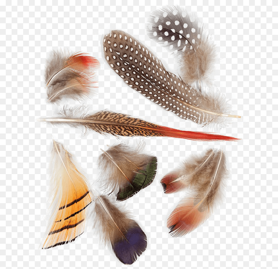 Bird Feather Background Bird Feathers, Animal, Beak, Person Png Image