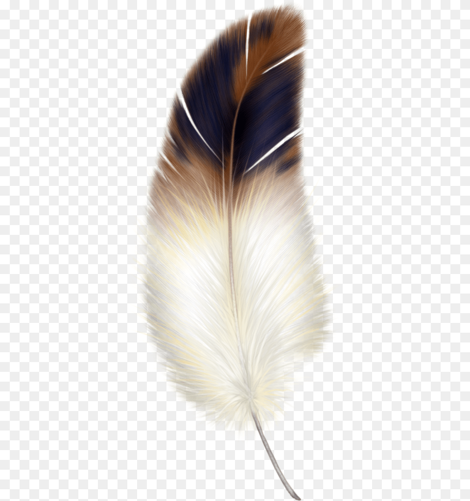 Bird Feather Clipart, Plant, Accessories, Flower, Petal Png Image
