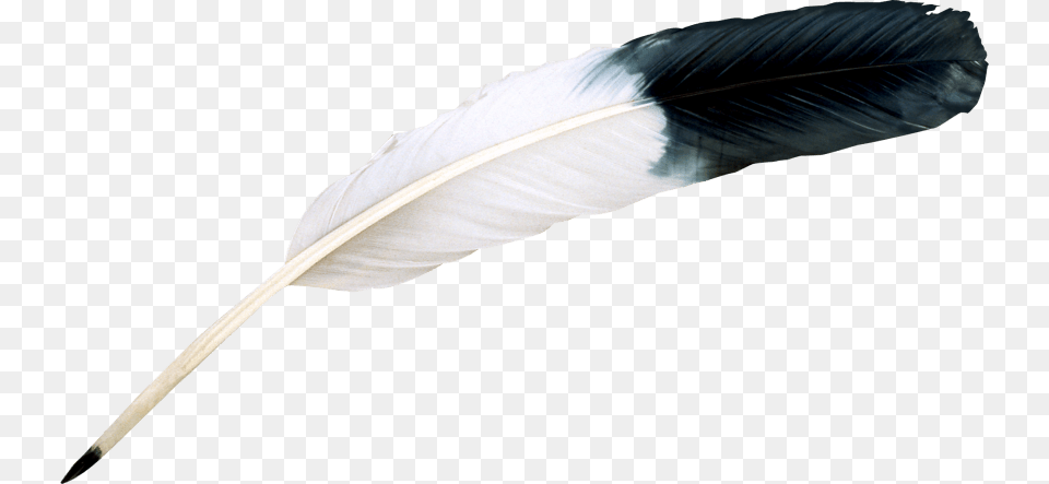 Bird Feather Image Bird Feather, Bottle, Ink Bottle Free Transparent Png