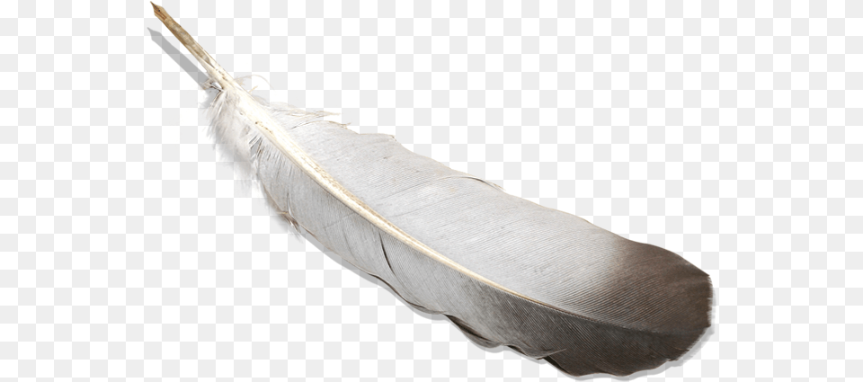 Bird Feather Image With Background Quill, Bottle Free Transparent Png