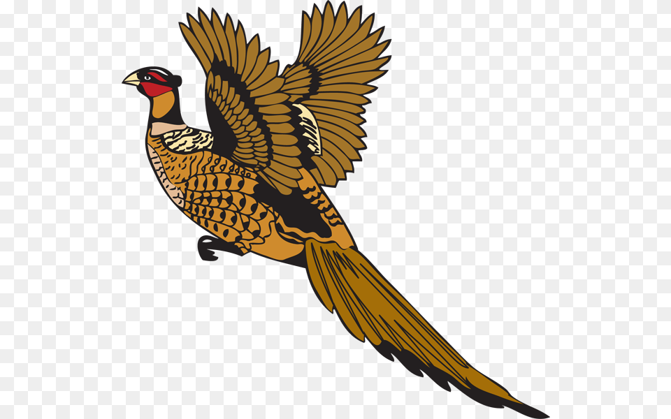 Bird Feather Pheasant Drawing Pheasant Cartoon, Animal Png