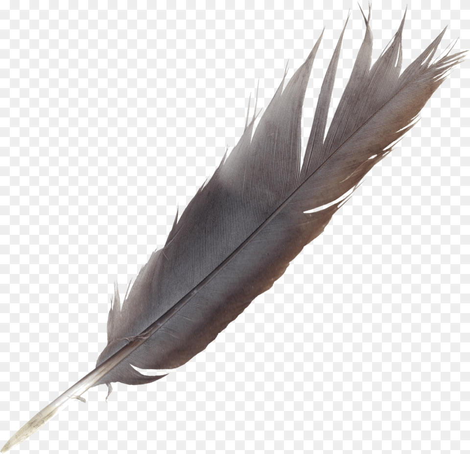 Bird Feather Quill Wing Feather Pen Background, Bottle, Blade, Dagger, Knife Free Png Download