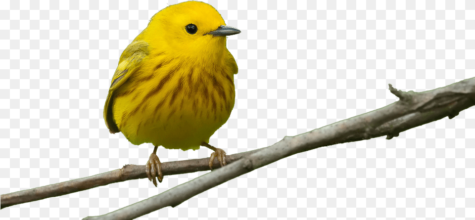 Bird Feeders Beak Window Finch Yellow Warbler Without Background, Animal, Canary Png Image