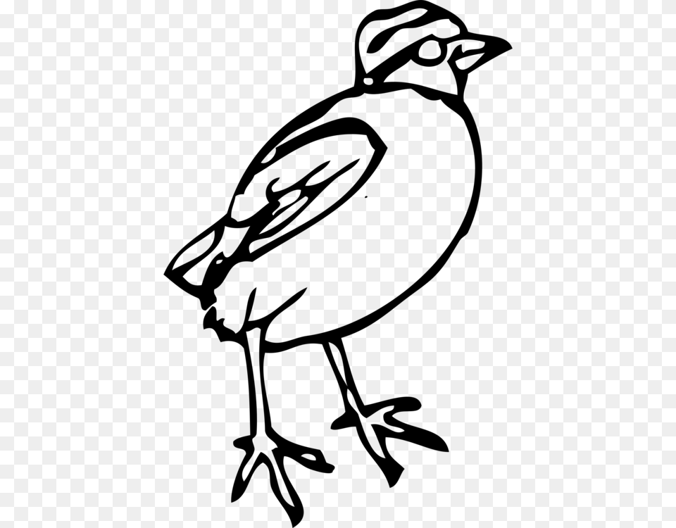 Bird Feet And Legs Drawing Line Art, Gray Png