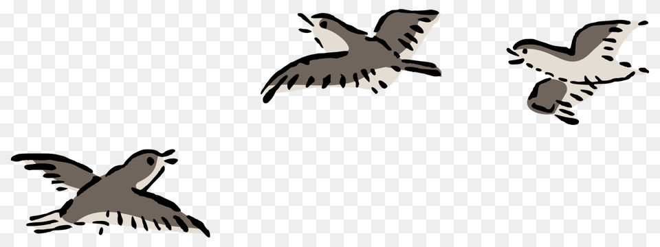 Bird Flight Bird Flight Columbidae Airplane, Animal, Flying, Stencil, Dinosaur Free Png