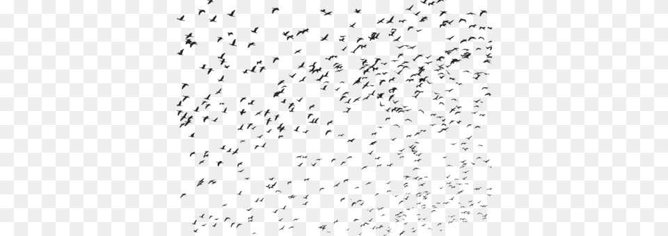 Bird Flight Bird Migration Flock Flying Bird Bird, Gray Png Image