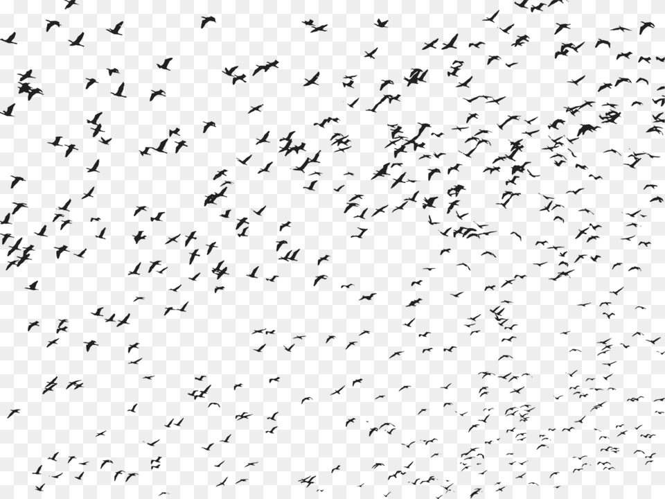 Bird Flight Bird Migration Flock Flying Birds Pdf, Gray Free Png