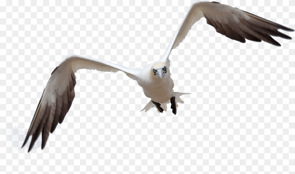 Bird Flight By Queenphotoshop On Clipart Library Burung Untuk Photoshop, Animal, Beak, Flying, Booby Free Png Download