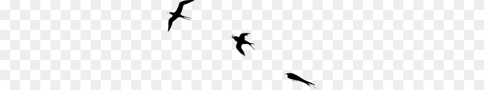 Bird Flight Clip Art, Gray Png Image