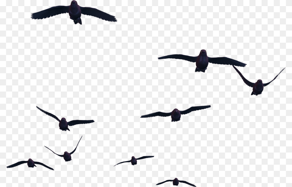 Bird Flight Clip Art Birds Flying Gif, Animal Free Transparent Png