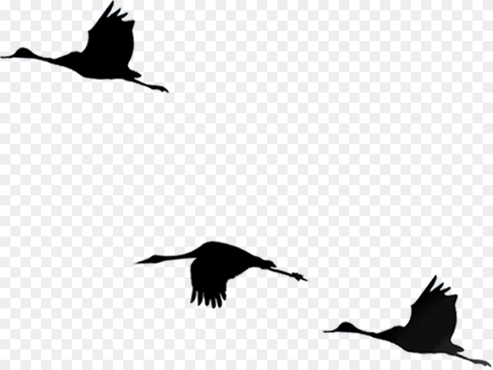 Bird Flight Cygnini, Animal, Flying, Silhouette, Waterfowl Free Transparent Png