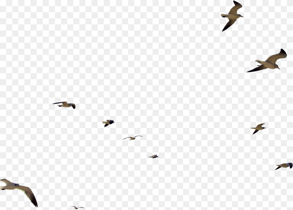 Bird Flight Flock, Animal, Flying Free Png