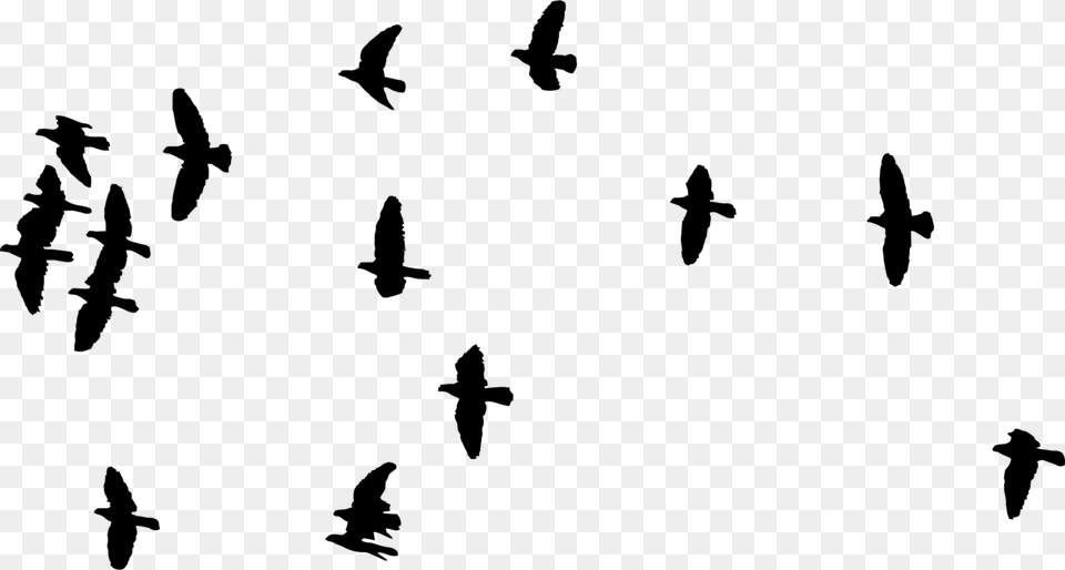 Bird Flight Flock Bee Bird Flight, Gray Free Transparent Png