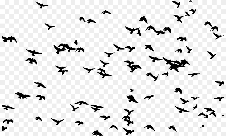 Bird Flight Flock Bird Flight Clip Art, Gray Free Png Download