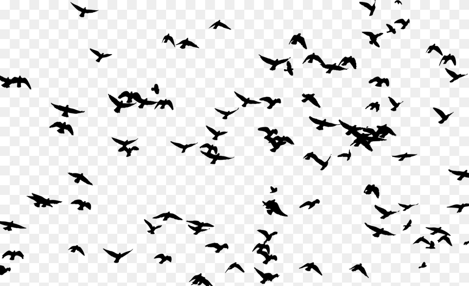 Bird Flight Flock Silhouette Swallow Commercial All That The Birds See Book, Gray Free Png