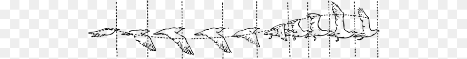 Bird Flight Images Bird Flight Diagram, Gray Png Image