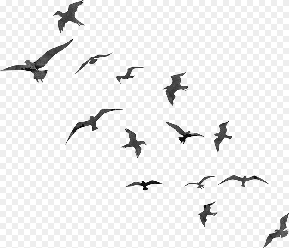 Bird Flight Swallow Flock Transparent Birds Flying Silhouette, Gray Free Png