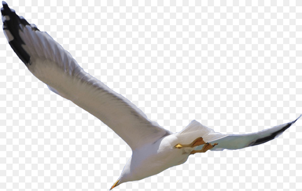 Bird Flight Wing Bird Flying White Background, Animal, Beak, Seagull, Waterfowl Free Transparent Png