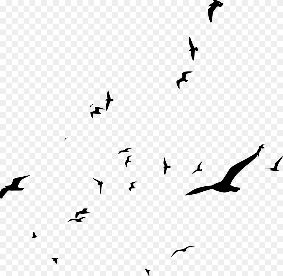 Bird Flock, Gray Free Png Download