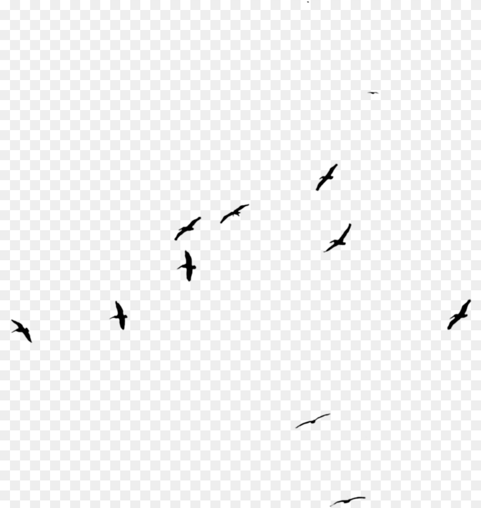 Bird Flock Flock, Gray Png Image