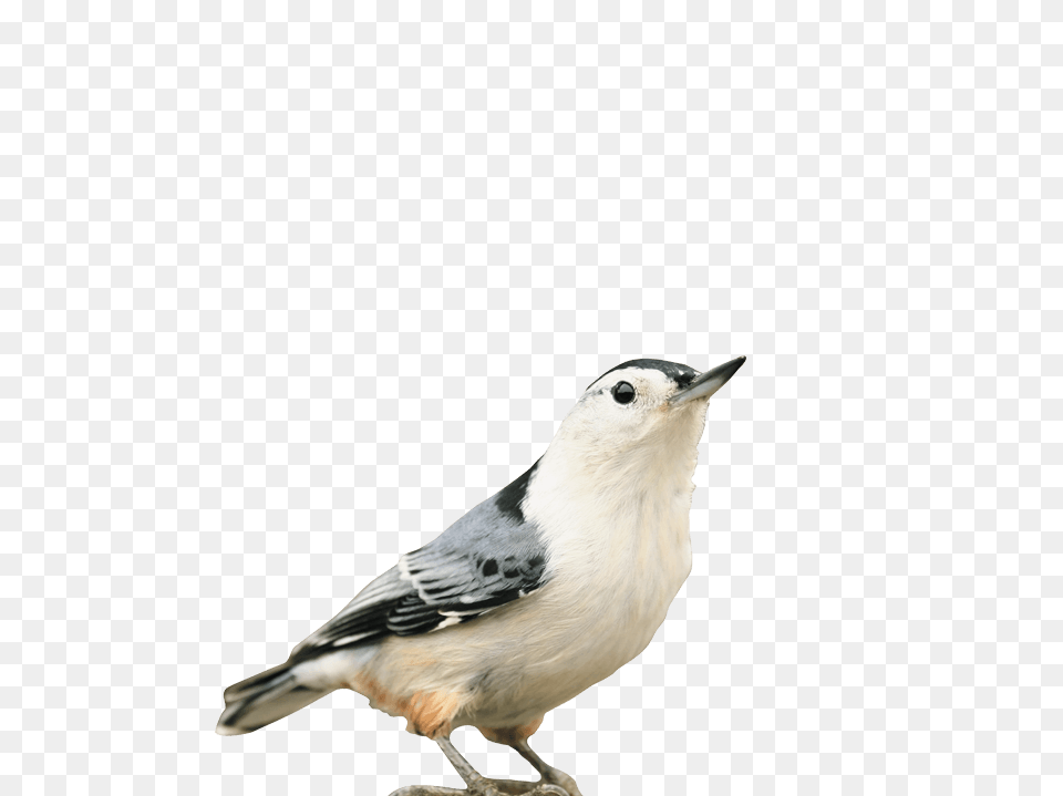 Bird Flock White Breasted Nuthatch, Animal, Beak, Jay, Finch Free Png Download
