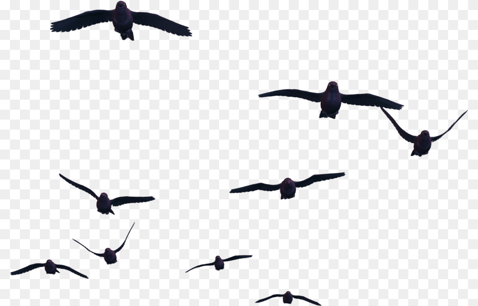 Bird Fly Bird Transparent, Animal, Flying Png