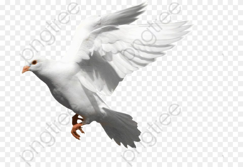 Bird Fly Stock Dove, Animal, Pigeon Png Image