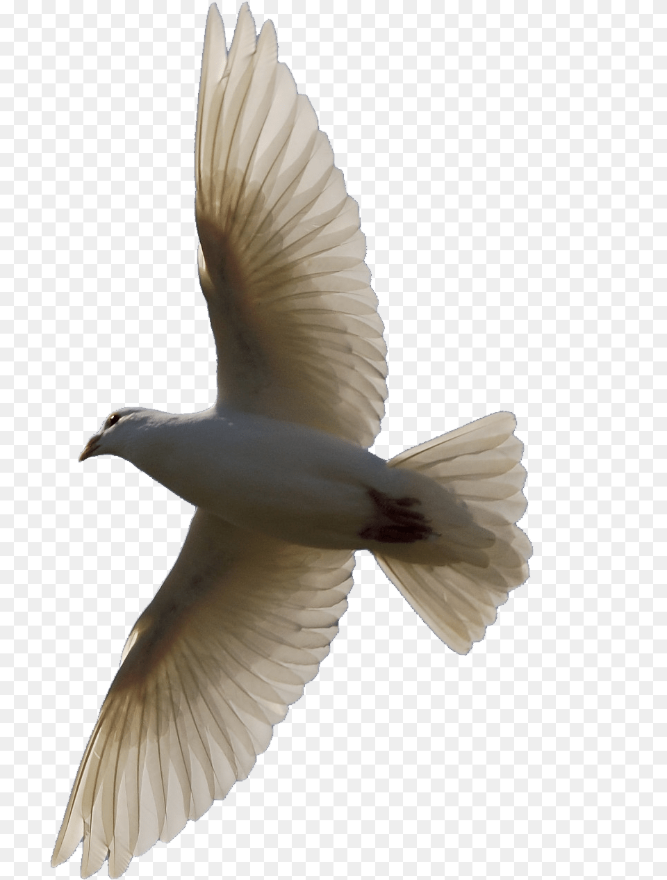 Bird Flying Background, Animal, Pigeon, Dove Free Png