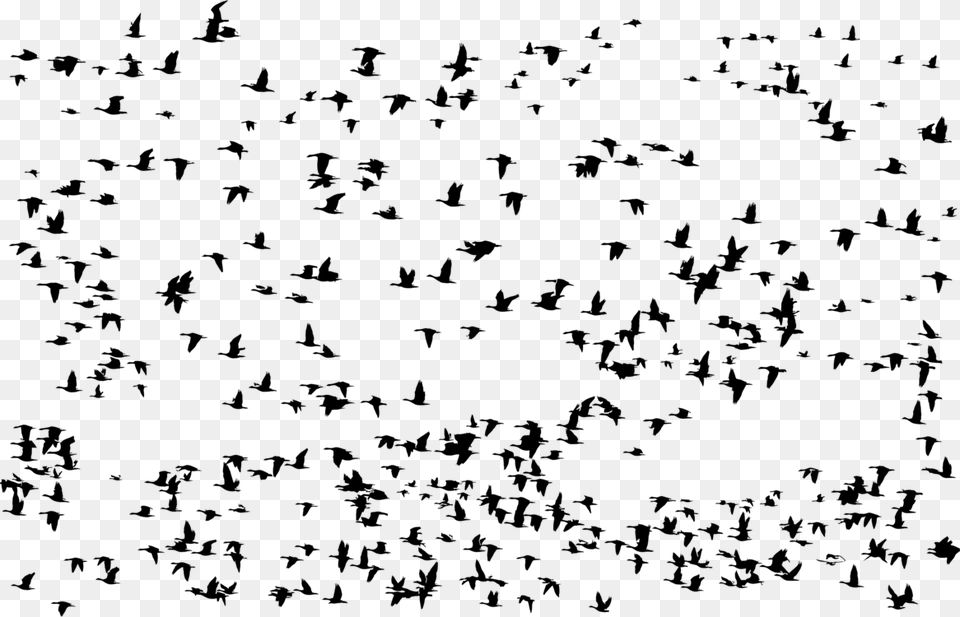 Bird Flying Birds Group, Gray Free Transparent Png