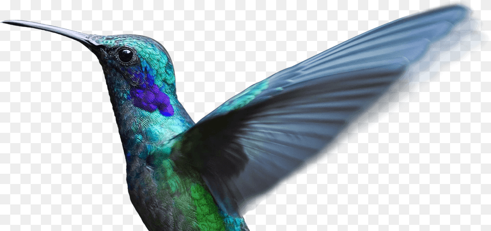Bird Flying Clear Background, Animal, Hummingbird Free Png