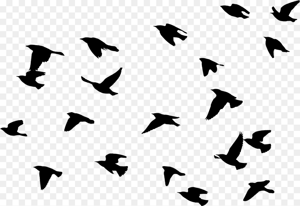 Bird Flying Download File Easy Bird Flying Painting, Nature, Night, Outdoors, Silhouette Png