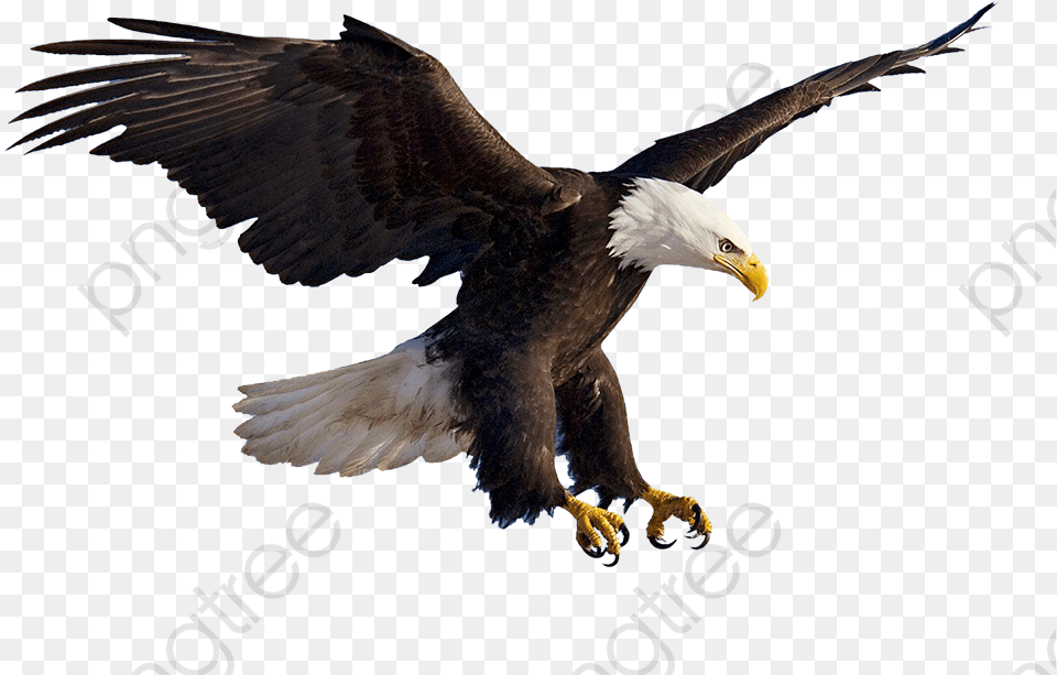 Bird Flying Flying Eagles Animal Flying Eagle, Beak, Bald Eagle Free Png