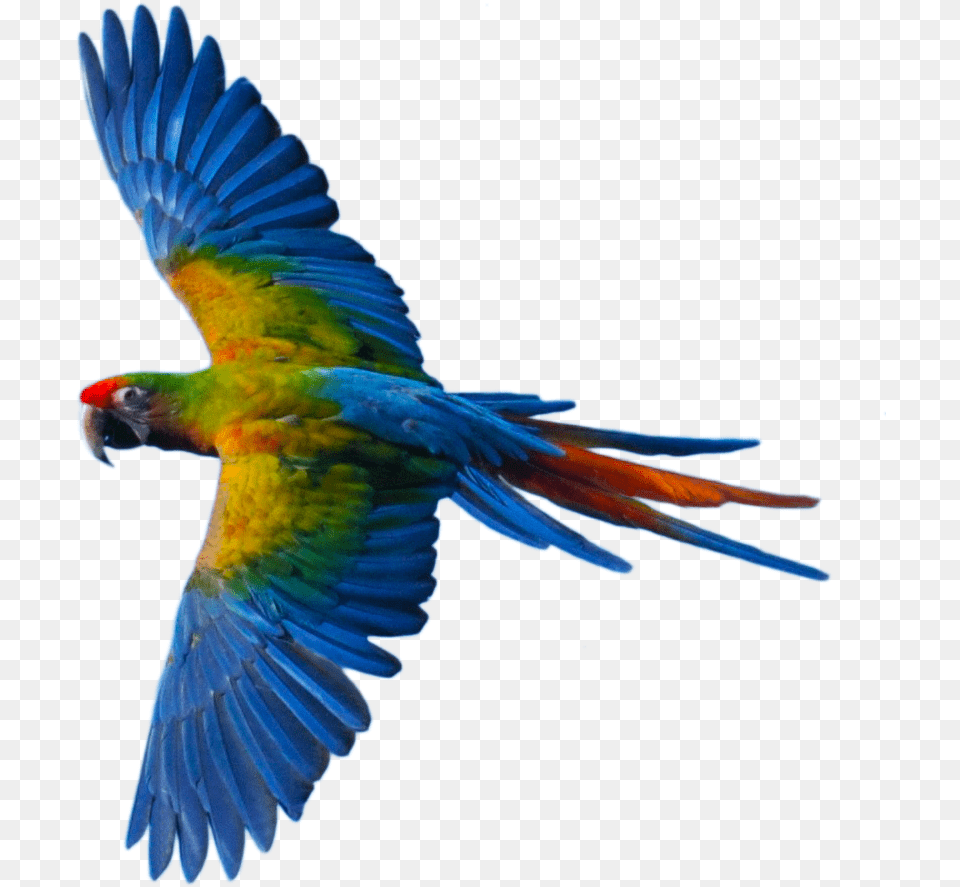 Bird Flying Flying Parrot, Animal, Macaw Png