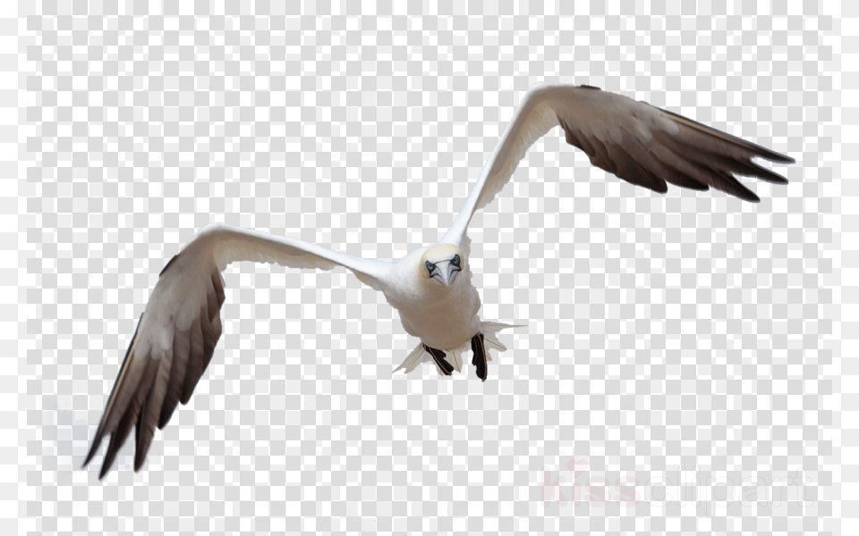 Bird Flying For Photoshop Clipart Bird Gulls Clip Black Check Decorative File Folders Letter 3 Tab, Animal, Seagull, Waterfowl, Beak Png