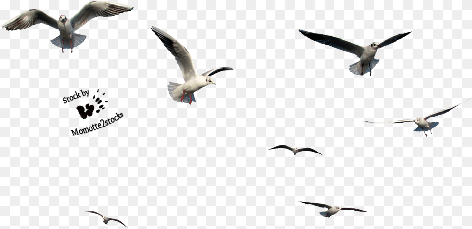 Bird Flying Gif, Animal, Seagull, Waterfowl, Beak Png