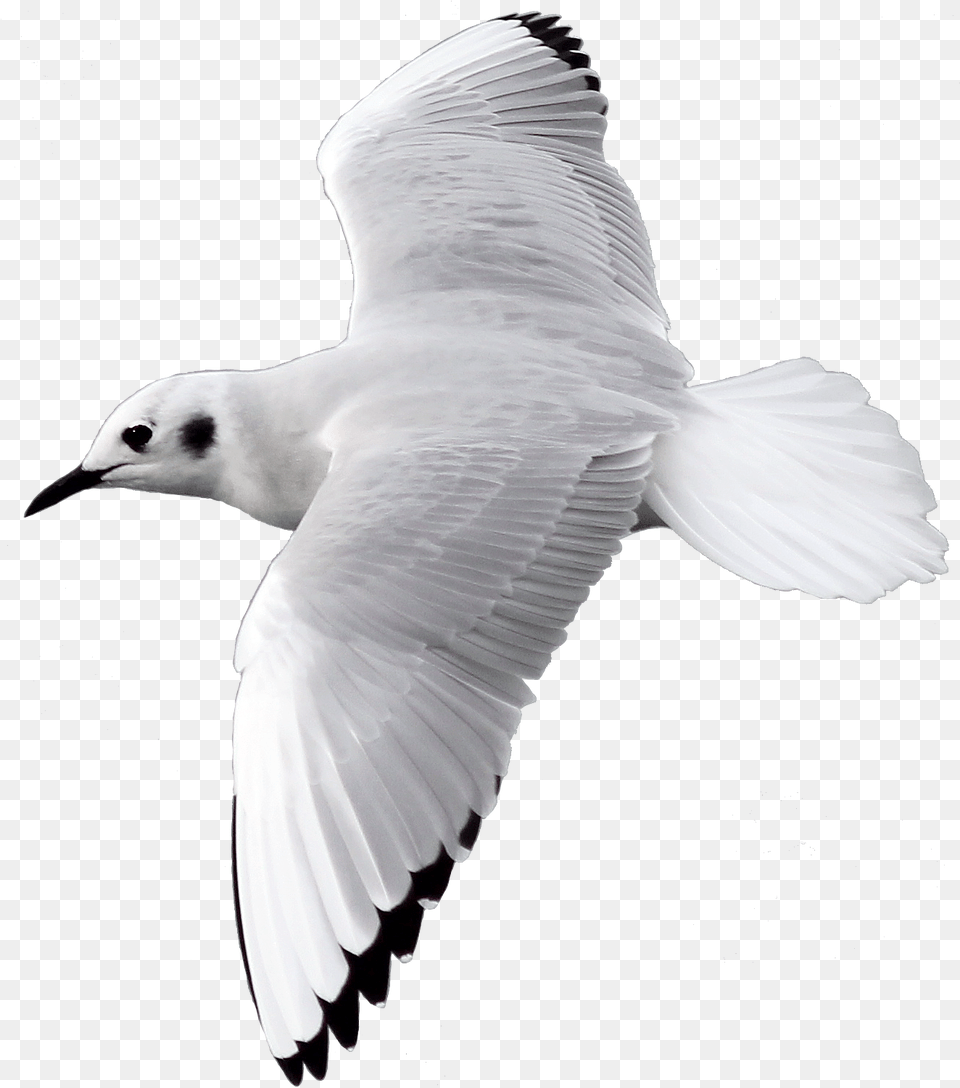 Bird Flying Image With Transparent Bird Flying Hd Transparent Background, Animal, Seagull, Waterfowl Png