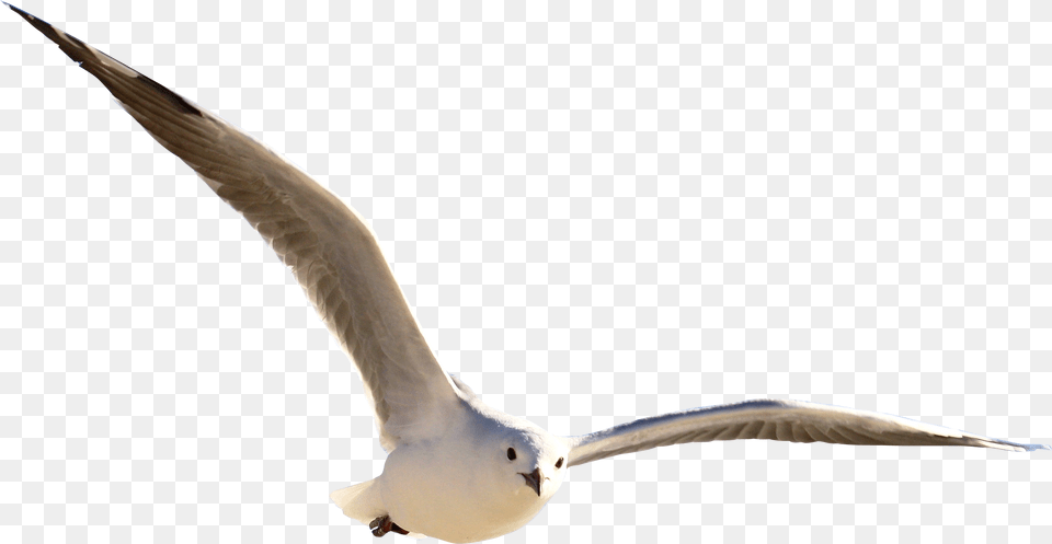 Bird Flying No Background, Animal, Seagull, Waterfowl, Beak Free Transparent Png