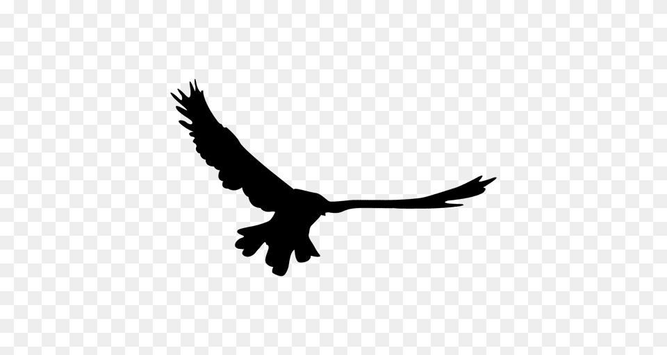 Bird Flying Sequence, Animal, Vulture, Blackbird, Kite Bird Free Png Download
