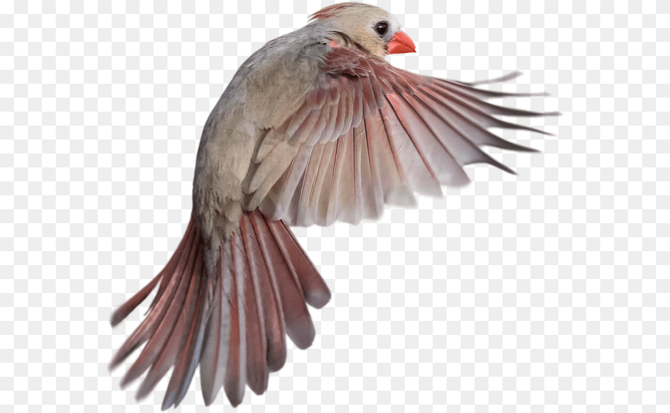 Bird Flying Side View, Animal, Finch, Cardinal Png Image