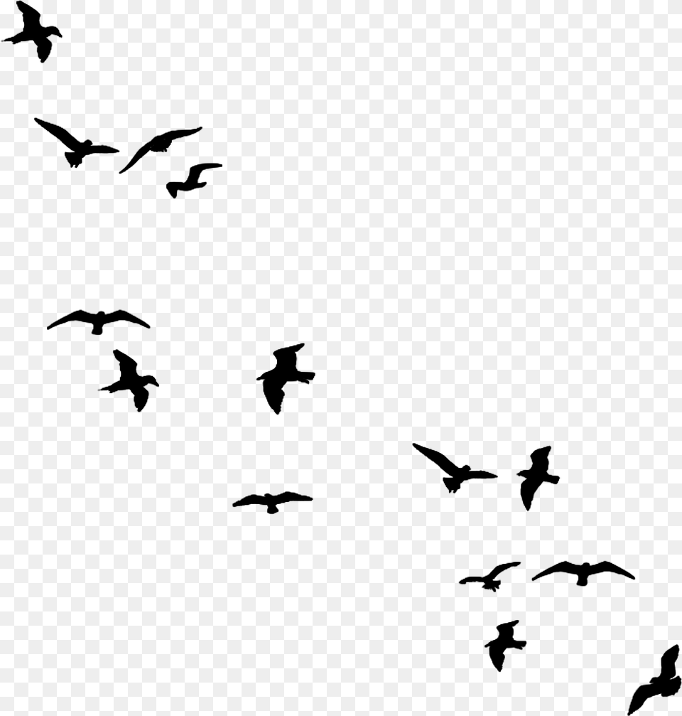 Bird Flying Silhouette, Gray Free Png